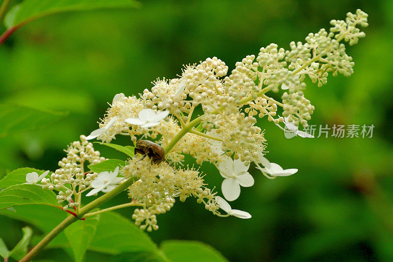 绣球花/圆锥花序绣球花